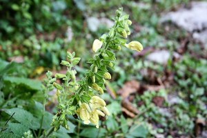 Salvia glutinosa 600x450